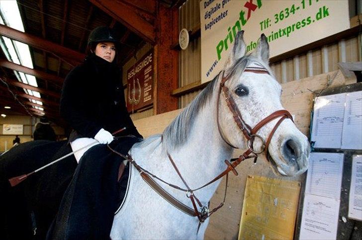 Arabisk fuldblod (OX) | Ramuz Asil OX - Foto: Frida Lilli billede 13