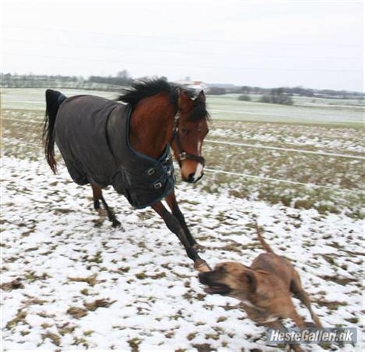 Arabisk fuldblod (OX) Kamran Shah  - Vi kan godt løbe om kap.... men du taber lille Lucca... billede 17