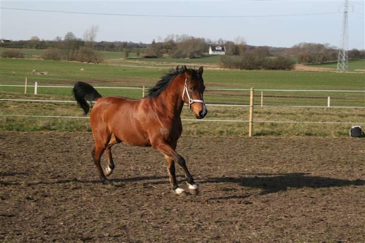 Arabisk fuldblod (OX) Kamran Shah  billede 12