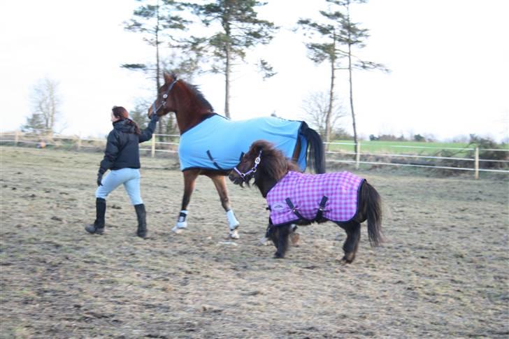 Arabisk fuldblod (OX) Kamran Shah  billede 15