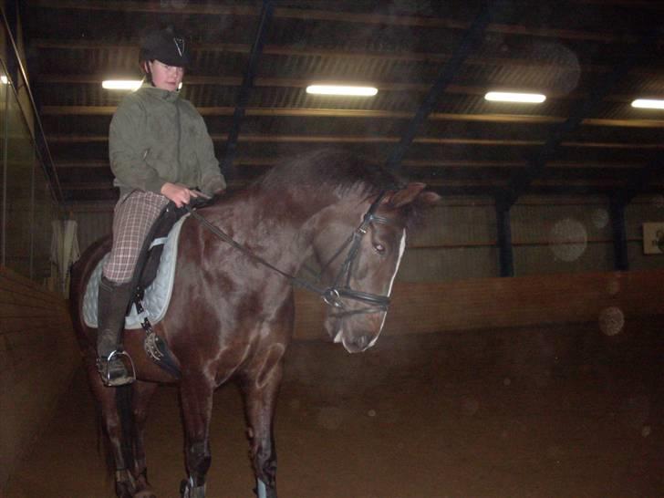 Anden særlig race Reval-A *SOLGT* billede 7