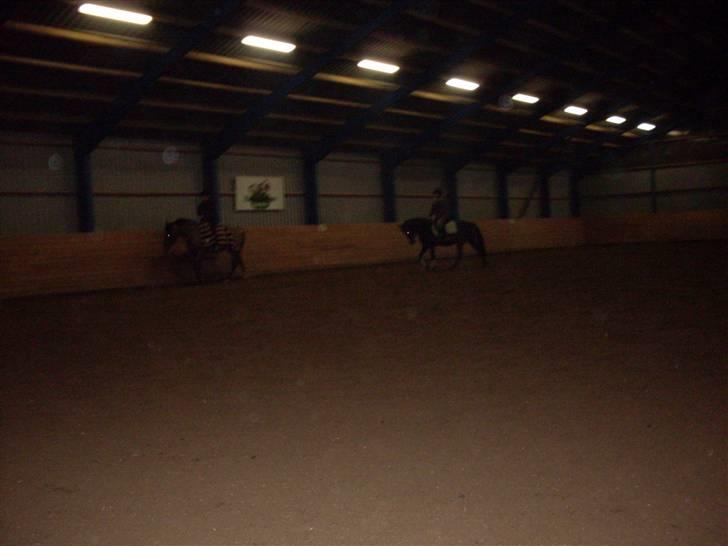 Anden særlig race Reval-A *SOLGT* billede 8