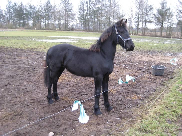 Frieser Abraham B SOLGT billede 7