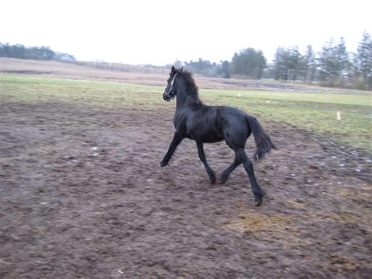 Frieser Abraham B SOLGT billede 8