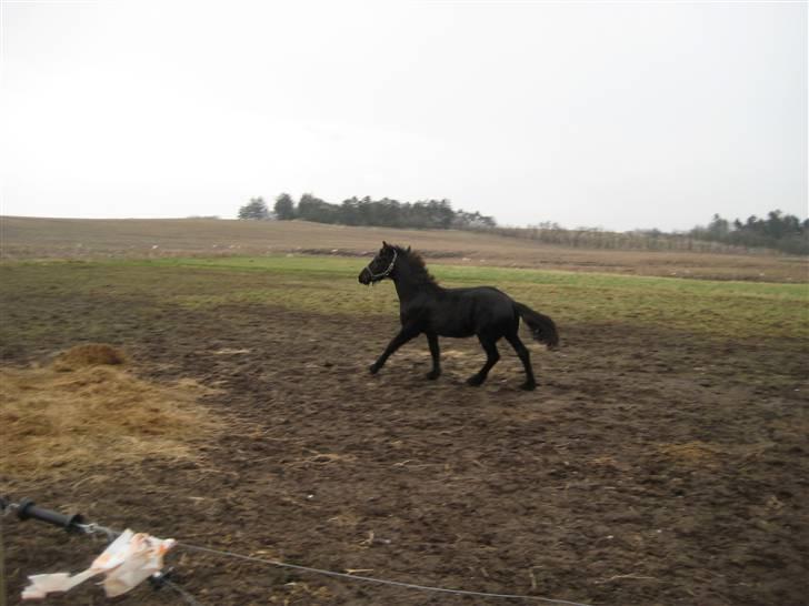 Frieser Abraham B SOLGT billede 9