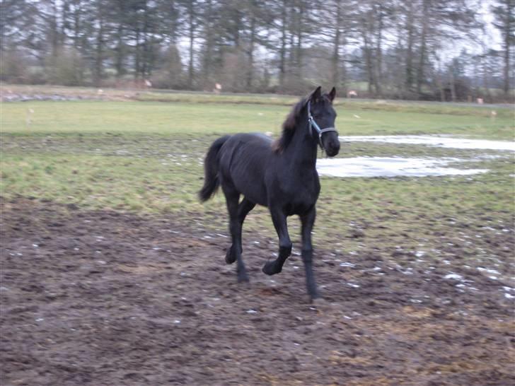 Frieser Abraham B SOLGT billede 10