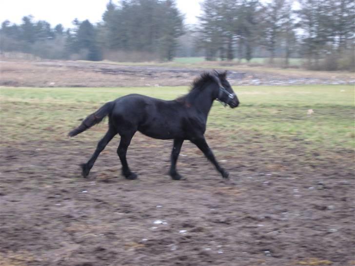 Frieser Abraham B SOLGT billede 11