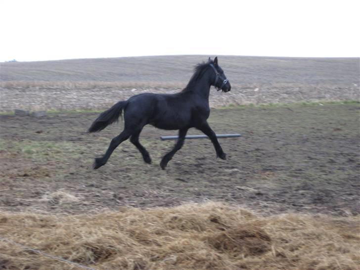 Frieser Abraham B SOLGT billede 12