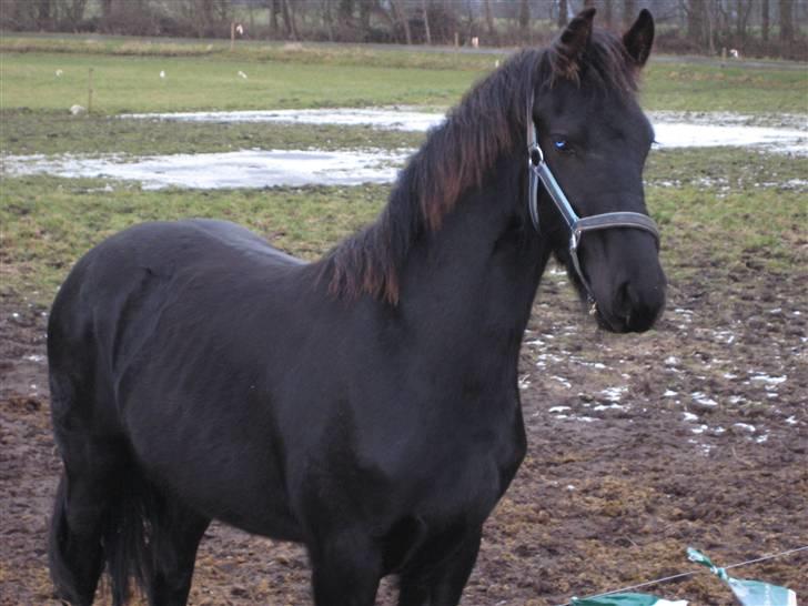 Frieser Abraham B SOLGT billede 13