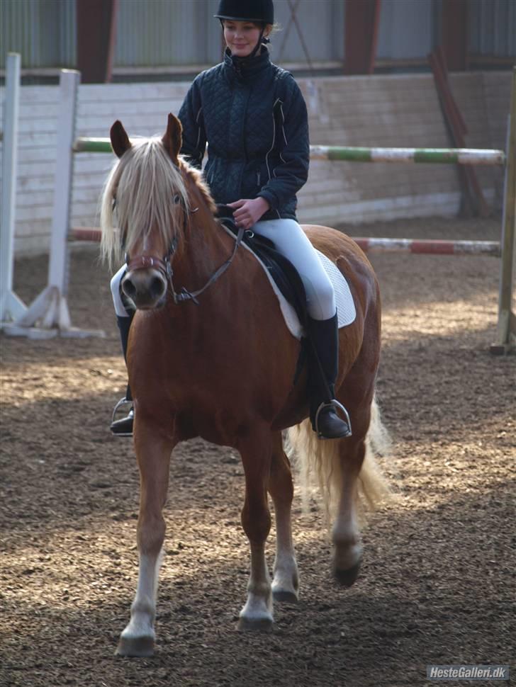 Anden særlig race Cha-Cha - Stævne 4/4 2009. Hun er bange for klapsalver xD Fotograf: Rikke Nielsen billede 5