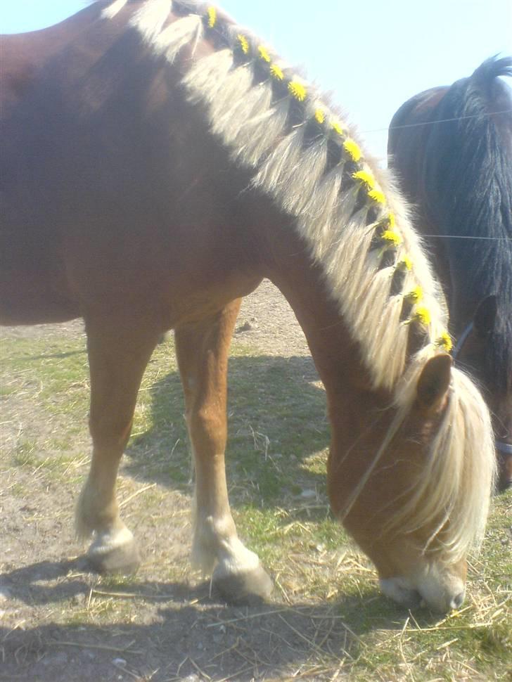 Anden særlig race Cha-Cha - Nurh, med blomster i håret <3 .. Fotograf: Mig billede 6