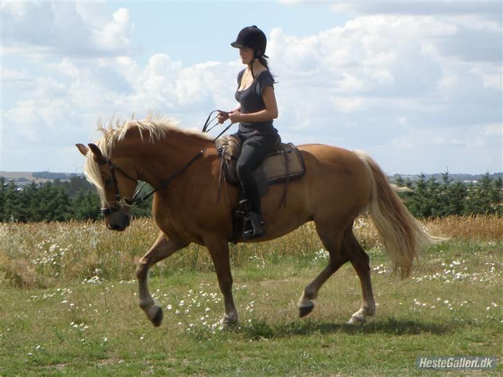Anden særlig race Cha-Cha - Cha-Cha traver ;D Fotograf: Anne Siri Snell billede 7