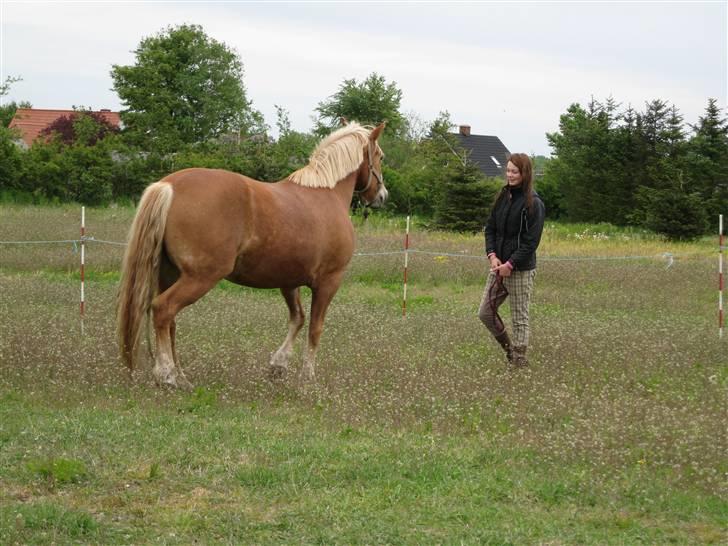 Anden særlig race Cha-Cha - Jordtræning 16/5 2009 Fotograf: Mille billede 8