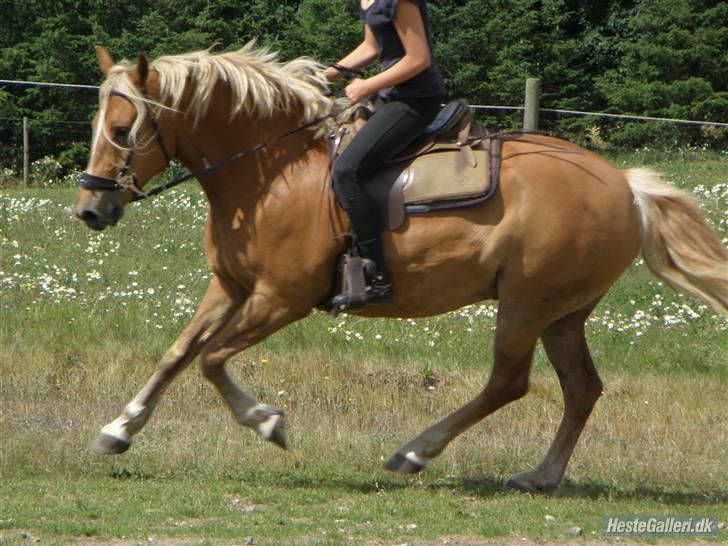 Anden særlig race Cha-Cha - Fotograf: Anne Siri Snell billede 10