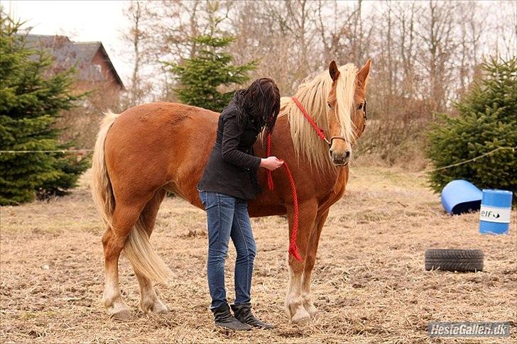 Anden særlig race Cha-Cha - Træning Fotograf: Randi billede 12