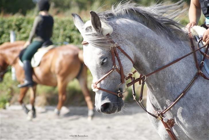 Arabisk fuldblod (OX) | Ramuz Asil OX - Dejlige Ramuz | Foto: Kit M. Bonnicksen billede 14