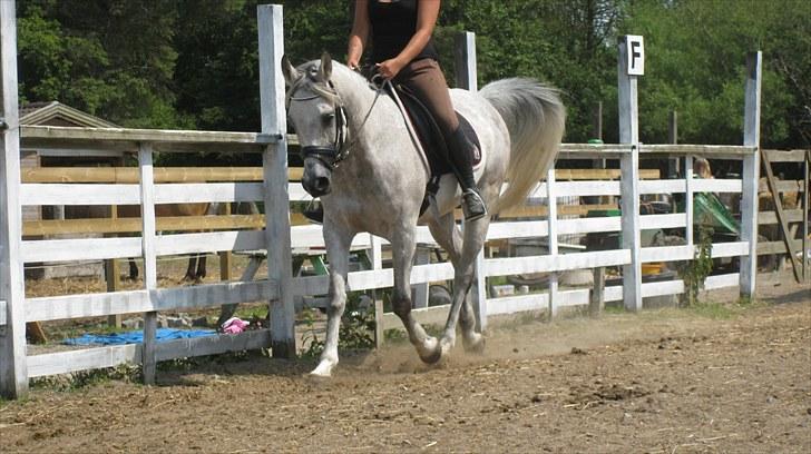 Arabisk fuldblod (OX) | Ramuz Asil OX - Foto: Frida Lilli billede 15
