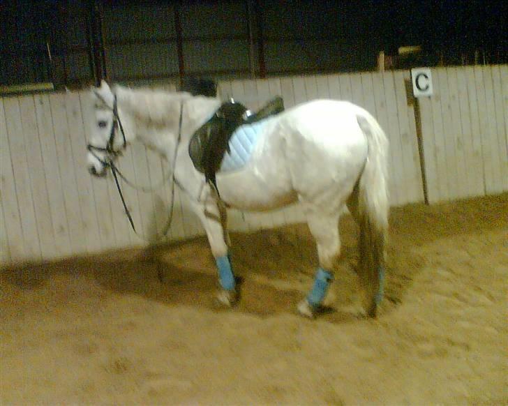 Anden særlig race  l Enggårdens Queen <3 - lysse blå Queen xD - savner og elsker dig, mín dejlige elskede pony :,( hvil i fred.  billede 12