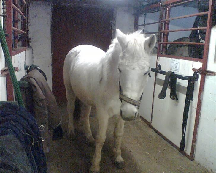 Anden særlig race  l Enggårdens Queen <3 - dejlige Queen på staldgangen - savner og elsker dig, mín dejlige elskede pony :,( hvil i fred.  billede 13