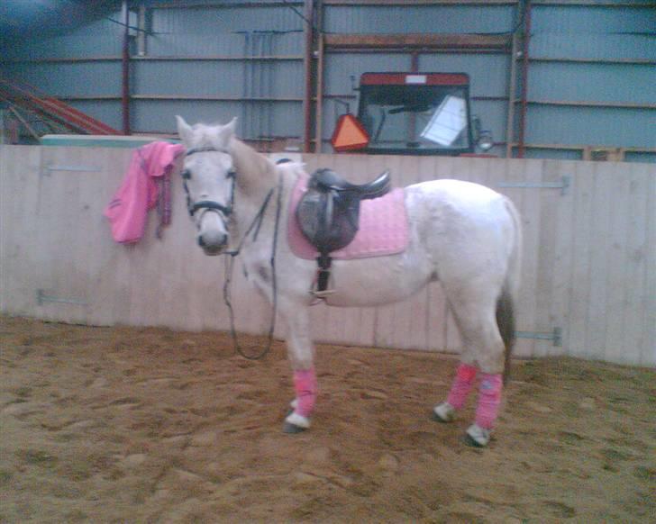 Anden særlig race  l Enggårdens Queen <3 - lysse søde Queen, du var så dejlige :* - savner og elsker dig, mín dejlige elskede pony :,( hvil i fred.  billede 14