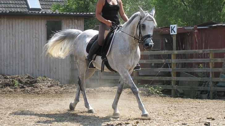 Arabisk fuldblod (OX) | Ramuz Asil OX - Foto: Frida Lilli billede 16