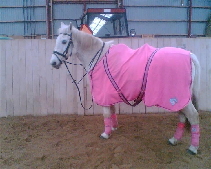 Anden særlig race  l Enggårdens Queen <3 - du var en lille prinsesse - savner og elsker dig, mín dejlige elskede pony :,( hvil i fred.  billede 16