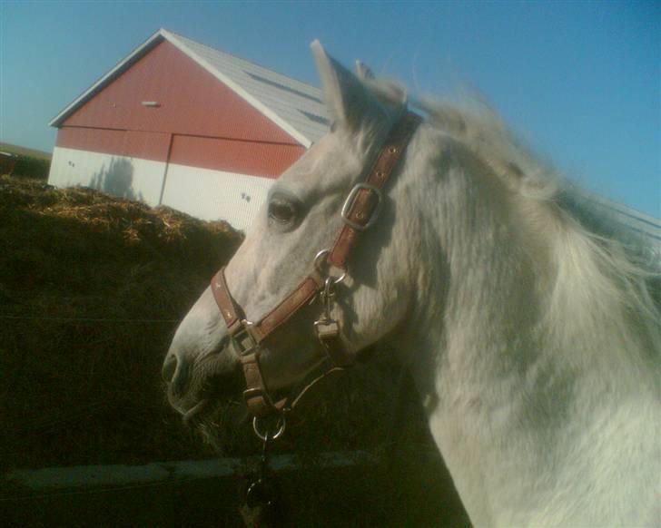 Anden særlig race  l Enggårdens Queen <3 - Queen uden for, få dage før at hun tog afsted til de evige fræsmarker - savner og elsker dig, mín dejlige elskede pony :,( hvil i fred.  billede 19