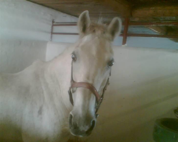Anden særlig race  l Enggårdens Queen <3 - Queen i boksen få dage før at hun tog afsted til de evige græsmarker. - savner og elsker dig, mín dejlige elskede pony :,( hvil i fred.  billede 20