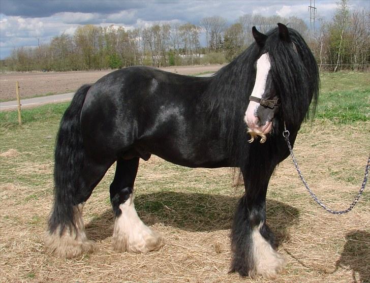 Tinker Kappelgaarden's Travis - Hey jeg hedder Travis! lig en kommentar og en bedømmelse (: billede 1