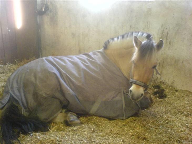 {{currentPhoto.altText}} billede {{currentPhoto.number}}