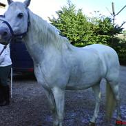 Welsh Pony (sec B) Møllegaards Sunshine