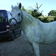 Welsh Pony (sec B) Møllegaards Sunshine