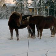 Anden særlig race Noller