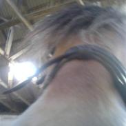 Fjordhest Rollo *Part* (Aflivet) 