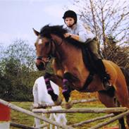 Anden særlig race Sonny