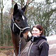 Dansk Varmblod Schougaard's Tornado