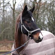 Dansk Varmblod Schougaard's Tornado