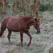 Dansk Varmblod Lykkesholms Billy