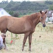 Dansk Varmblod Lykkesholms Billy