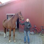 Dansk Varmblod Lykkesholms Billy