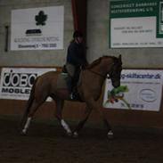 Dansk Varmblod Lykkesholms Billy