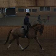 Dansk Varmblod Lykkesholms Billy