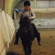 Shetlænder Hugo  Solgt