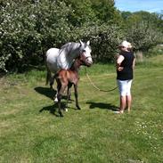 Holstener Lykkestrups Tabita