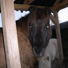Islænder Lappi fra Hobro