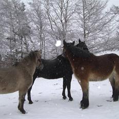 Konik Polski Arkadia(fået nyt hjem)
