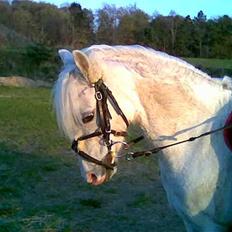 Welsh Pony (sec B) Hovmarkens Liva *Solgt*