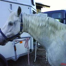 Welsh Pony (sec B) Møllegaards Sunshine