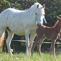 Welsh Pony (sec B) Hovmarkens Liva *Solgt*