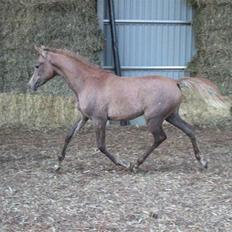 Arabisk fuldblod (OX) Niobe -,